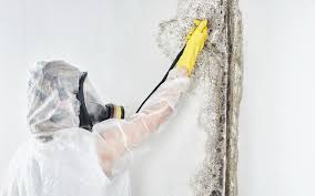 Best Mold Remediation for Rental Properties  in Mount Carroll, IL